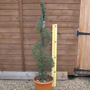 Ligustrum delavayanum (privet) Spiral Topiary Height 120-130cm 25Litre Pot