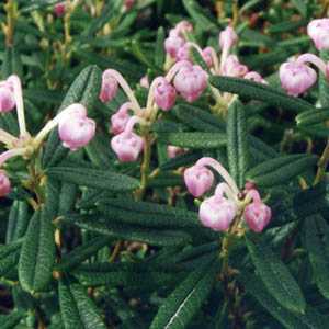 Andromeda Polifolia Compacta (Pink Bog Rosemary)