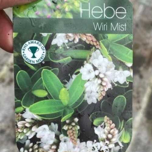 2045_500_043353_Hebe_Wiri_Mist_Label_300.jpg