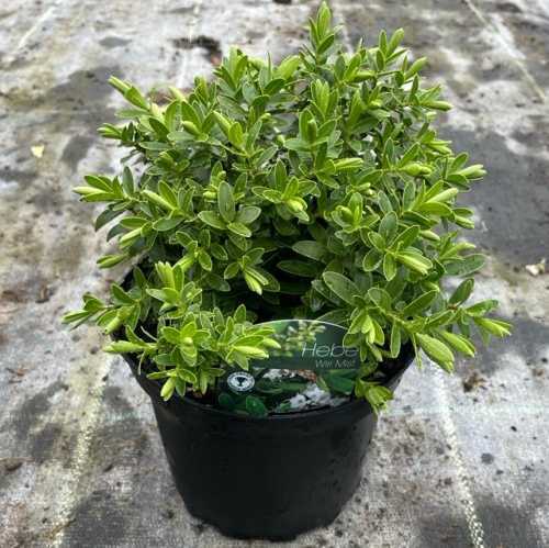 2045_500_043353_Hebe_Wiri_Mist_Pot_300.jpg