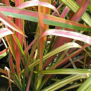 Phormium Jester (New Zealand Flax)