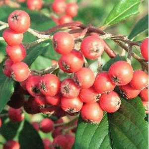 Cotoneaster Frigidus Cornubia 3Ltr