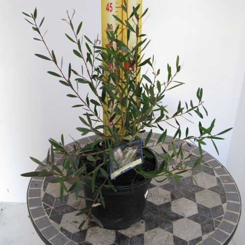 Callistemon Salignus (White/Willow Bottlebrush)