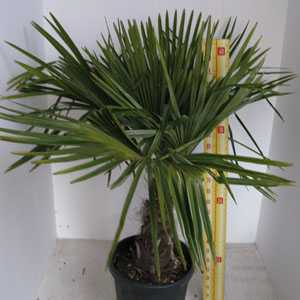 Trachycarpus fortunei (Chusan Palm Tree) 30ltr