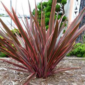 Phormium Hybrid Maori Queen (New Zealand Flax)