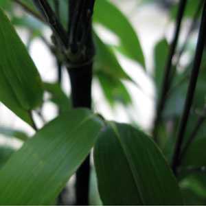 Bambusa Phyllostachys Nigra (Black Bamboo)180cm + 5 Per Pack