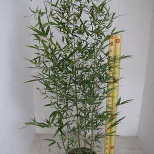 Bambusa Phyllostachys Vivax Aureocaulis (Fishpole Bamboo) 180cm + 5 per pack