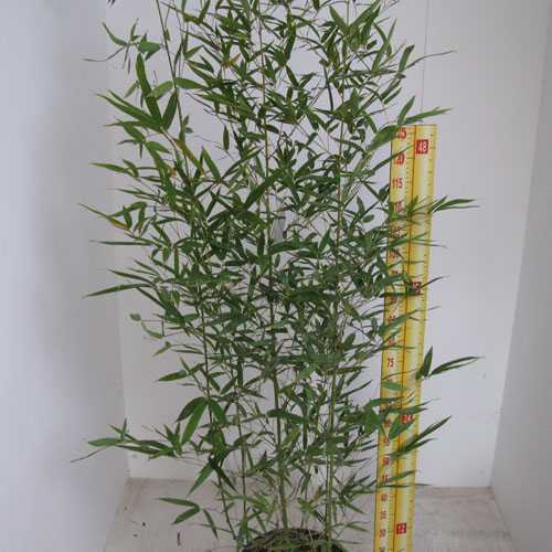 Bambusa Phyllostachys Vivax Aureocaulis (Fishpole Bamboo) 180cm + 5 per pack