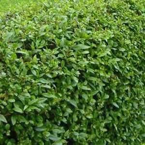 Ligustrum ovalifolium Common Green Privet 60-70cm Hedging Plant 3Ltr Pot - Pack of 10