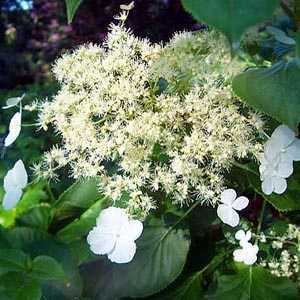 Hydrangea Anomala Petiolaris (Climbing Hydrangea) Trellis Climber 20ltr