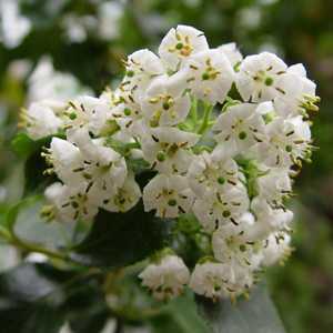 Escallonia Iveyi Hedging Plant