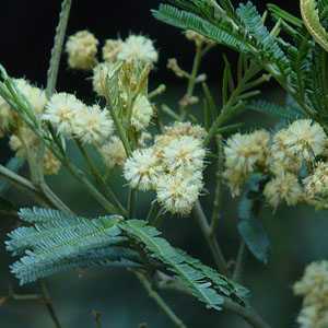 Acacia Mearnsii