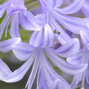 Agapanthus Lavender Haze