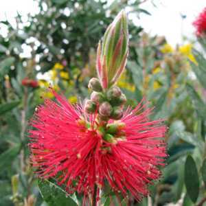 Callistemon Linearis (Stiff Bottle-Brush)