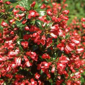 Escallonia 'Red Elf'