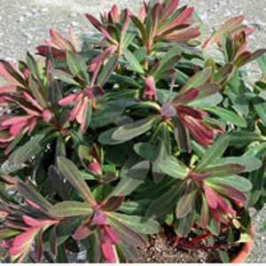 Euphorbia 'Red Wing'