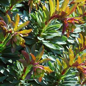 Euphorbia 'Whistleberry Garnet' 3 Ltr Pot