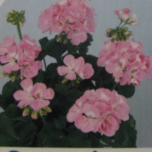 Cheap Bedding Geraniums Online Order Summer Bedding Plants Online