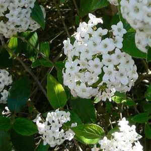 Viburnum Burkwoodii