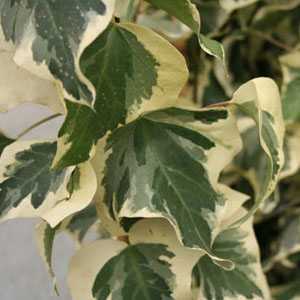 Hedera 'Gloire De Marengo' Climbing Ivy