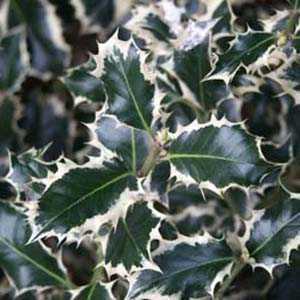 Ilex Aquifolium 'Silver Queen' 3 Litre Pot
