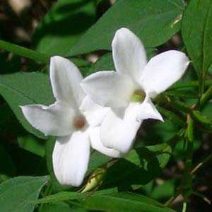 Jasmine Officinale