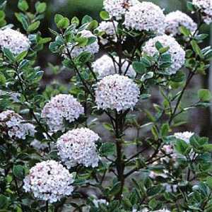 Viburnum Burkwoodii Anne Russell