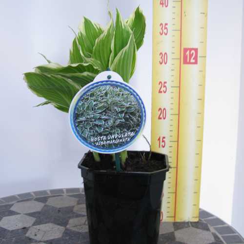 Hosta Undulata Albomarginata (Wavy Plantain Lily)