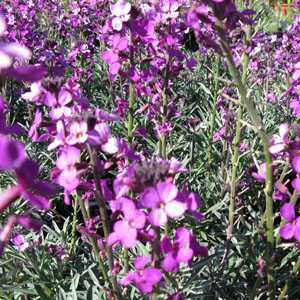 Erysimum Bowles Mauve (Wallflower)