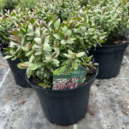 2162_500_114410_Hebe_Red_Edge_Pot_300.jpg