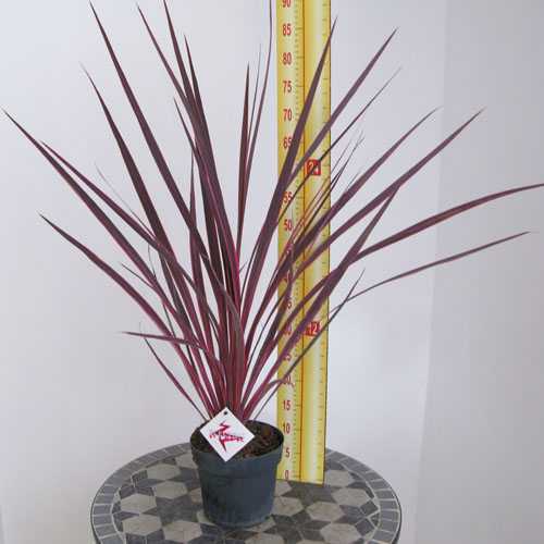 Cordyline Electric Pink (Cabbage Tree) 3 Litre Pot