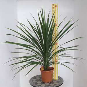 Cordyline Australis  (Cabbage Tree)