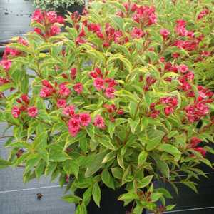 buy Quality Weigela Brigela Moulin Rouge Online Plants Galore Online
