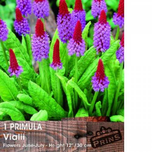 Primula Vialii (Orchid Primrose) 1Ltr