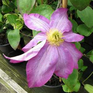 Clematis 'Pink Champagne' (Climber)