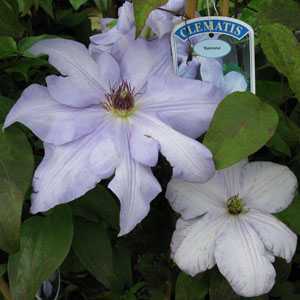 Clematis 'Ramona'