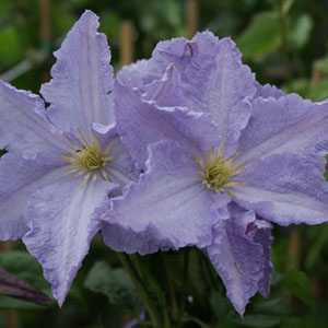 Clematis 'Blekitny Aniol' (Climber)