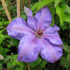 Clematis 'Xerxes'