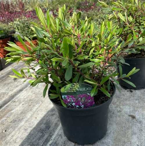 2202_500_024807_Hebe_Wiri_Charm_Pot_300.jpg