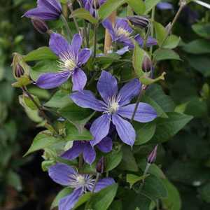 Clematis 'Arabella' (Climber)