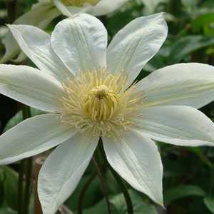 Clematis 'Valge Daam'