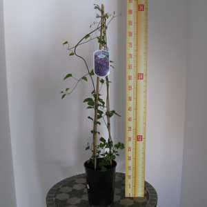 Clematis 'Jackmanii'