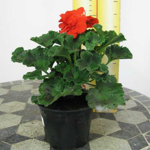 Buy Potted Geraniums Online Summer Bedding Plants For Sale Order
