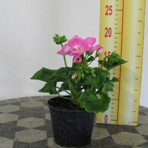 Geranium Potted Bright Pink (Summer Bedding) 10.5cm Pot 15 Per Box