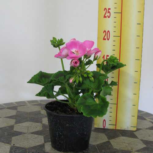 Geranium Potted Bright Pink (Summer Bedding) 10.5cm Pot