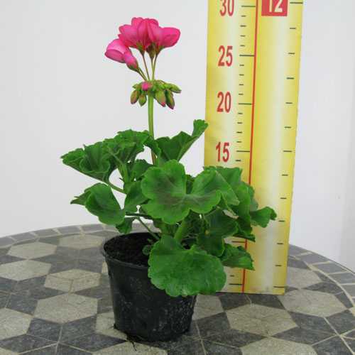 Geranium Potted Cerise Pink (Summer Bedding) 10.5cm Pot 15 Per Box