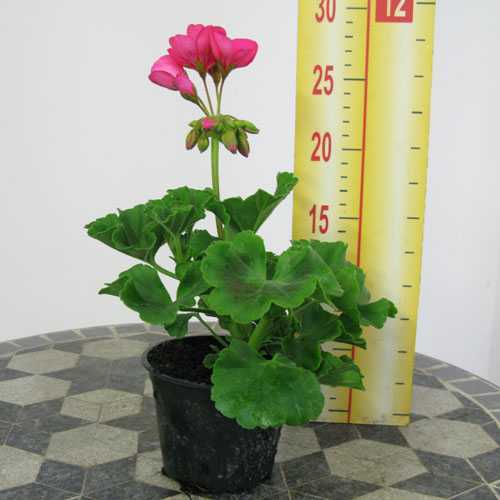 Geranium Potted Cerise Pink (Summer Bedding) 10.5cm Pot