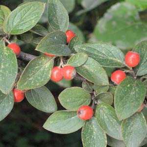 Cotoneaster Franchetii (Hedging Plant)