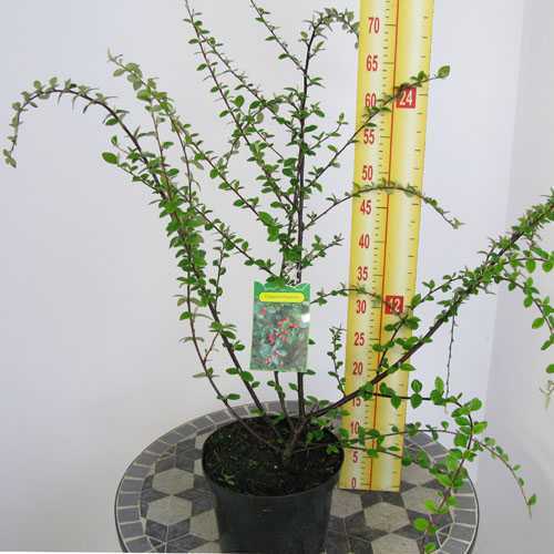 Cotoneaster Franchetii (Hedging Plant)