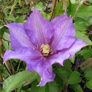 Clematis 'Richard Pennell' (Climber)